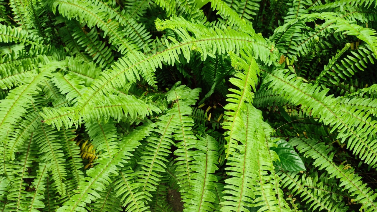 Greenery background of Christmas fern (Polystichum Acrostichoides) plant