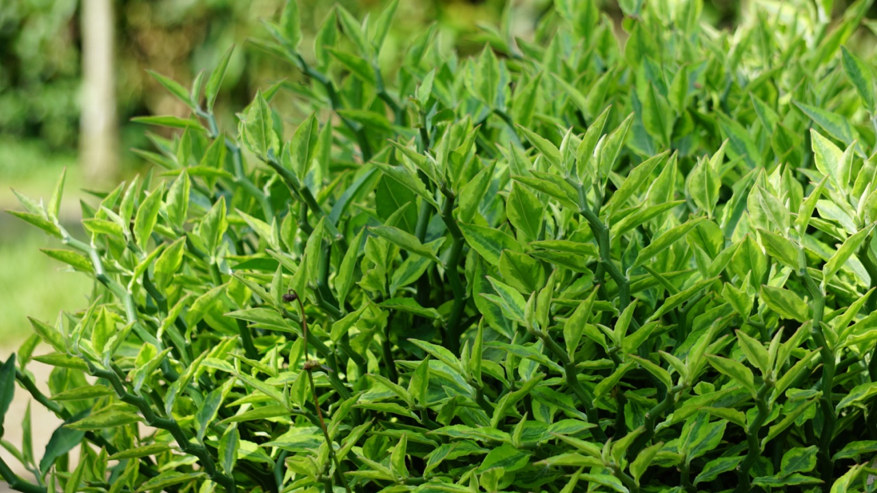 Euphorbia tirucalli (Also called aveloz, Indian tree spurge, naked lady, pencil tree, pencil cactus, milk bush) on nature. it produces a poisonous latex that can cause temporary blindness