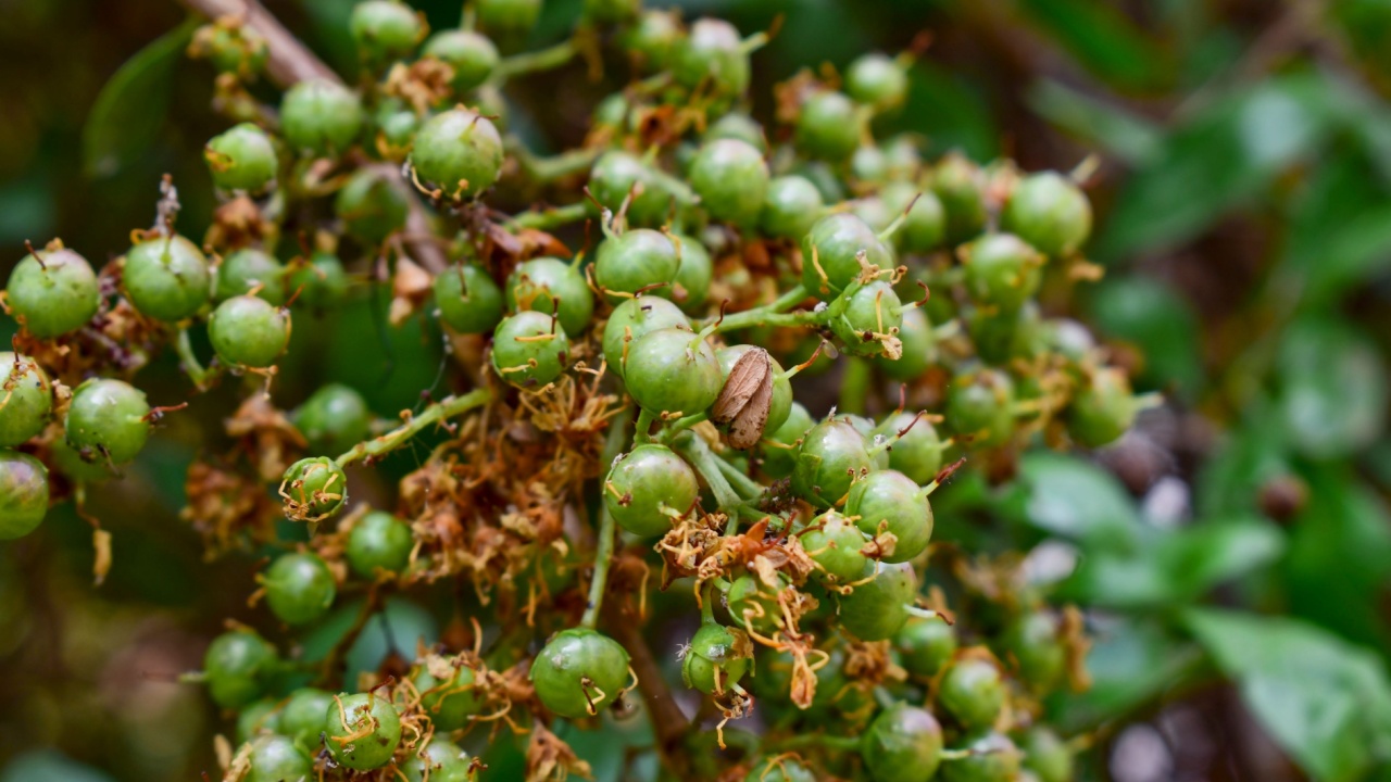 Henna ( Lawsonia inermis) leaves, fruit and flower, Indian medicinal herbs