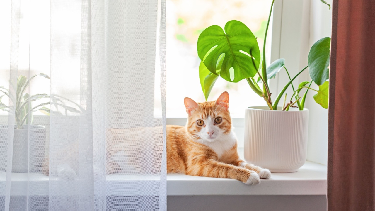 Red cat sits on the window and house plants on the windowsill. Domestic pet kitten resting on the windowsill at home in sunny day.