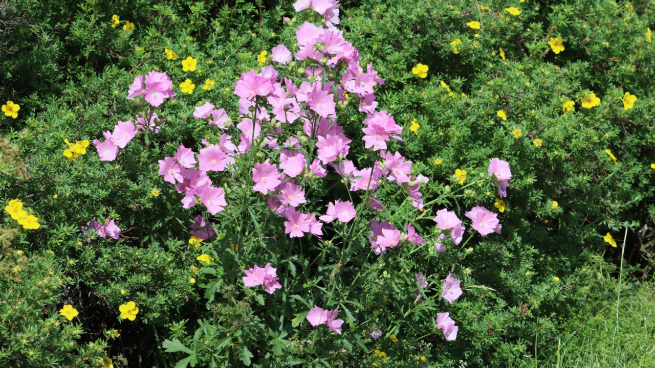 Sweden. Malva moschata, the musk mallow, is a species of flowering plant in the family Malvaceae, native to Europe and southwestern Asia, from Spain north to the British Isles and Poland.