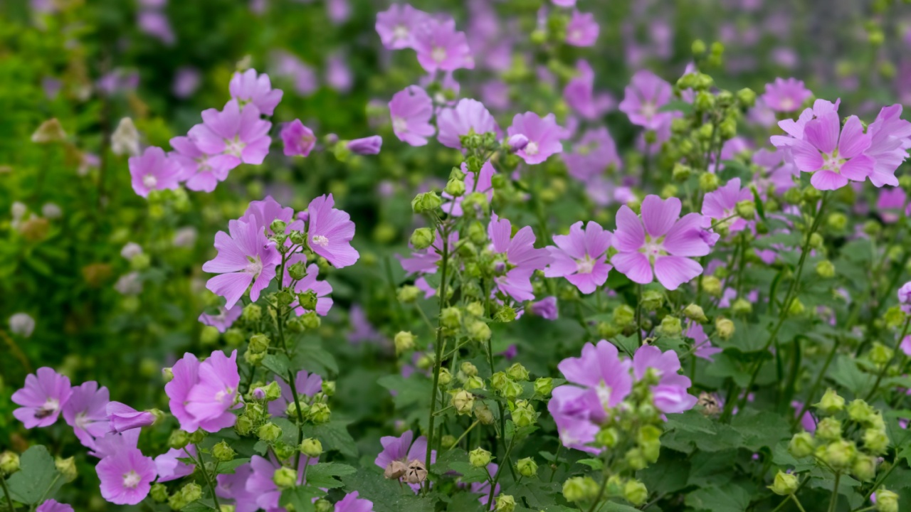 Pink musk mallow, Malva moschata, flower in close up with rain drops and a blurred background of leaves and flowers.