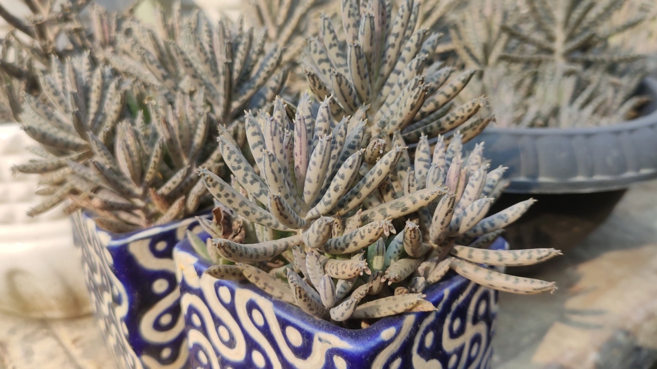 Kalanchoe daigremontiana, formerly known as Bryophyllum daigremontianum and commonly called mother of thousands, or Mexican hat plant, is a succulent plant native to Madagascar.