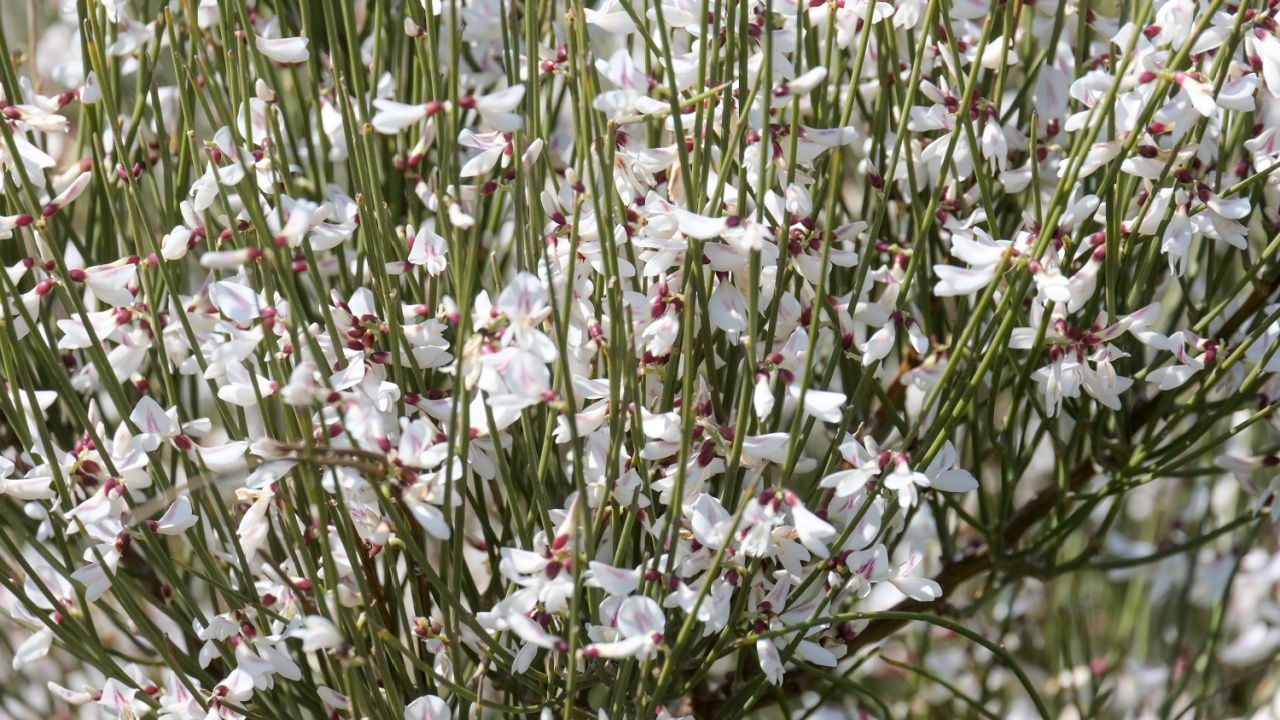 Beautiful spring Blooming Shrub Retama (lat.- Retama raetam)