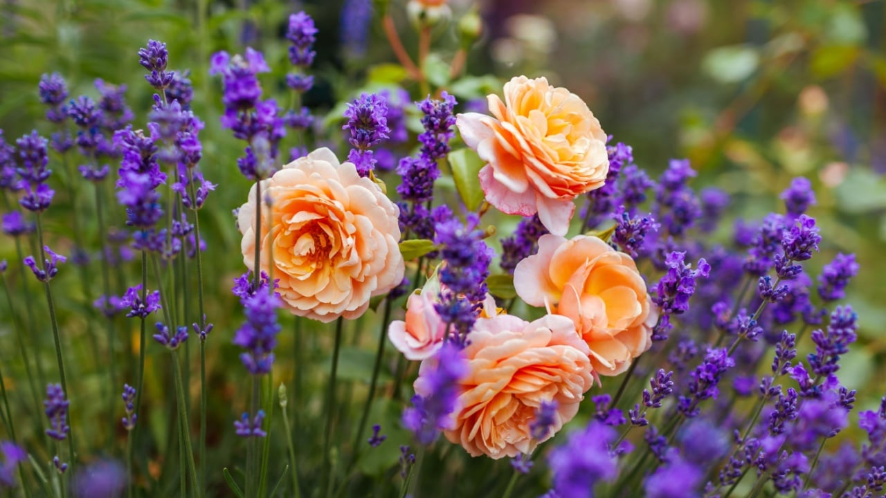 Close up of Elizabeth Stuart rose blooming in summer garden. Orange multi-petal flowers grow on shrub by lavender. Massad selection