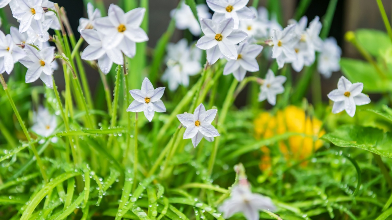 starflower or Ipheion uniflorum spring bulbous flowers blossom with dew raindrops.