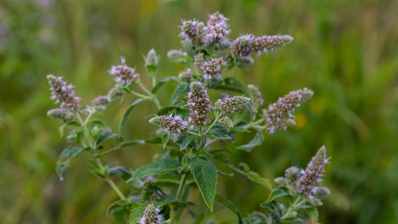 In the summer, long-leaved mint Mentha longifolia grows in the wild.