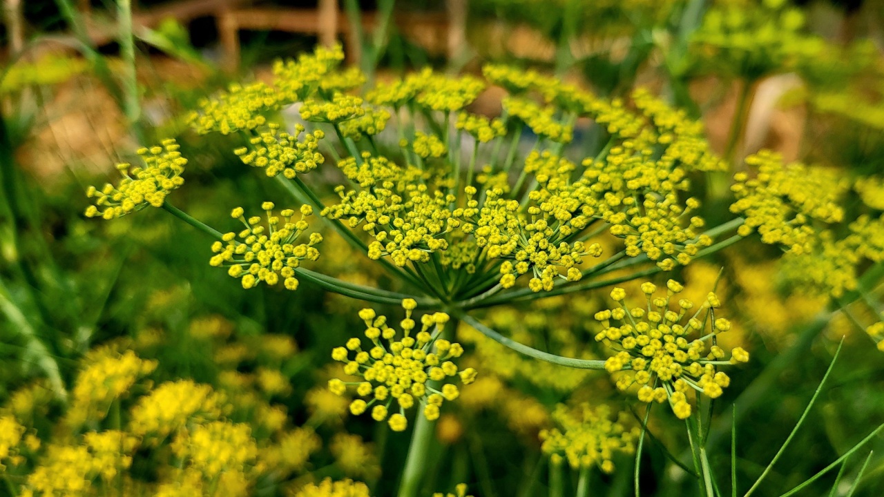 Beautiful flower of Dill (Anethum graveolens) is an annual herb in the celery family Apiaceae