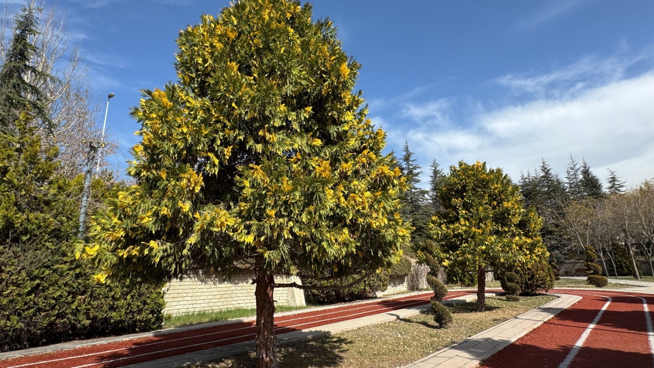 Calocedrus decurrens cedar tree. Bright golden yellow needles with green points of California incense cedar (Libocedrus decurrens, Thuja craigana, Abies cupressoides), Aureovariegata. Selective focus.