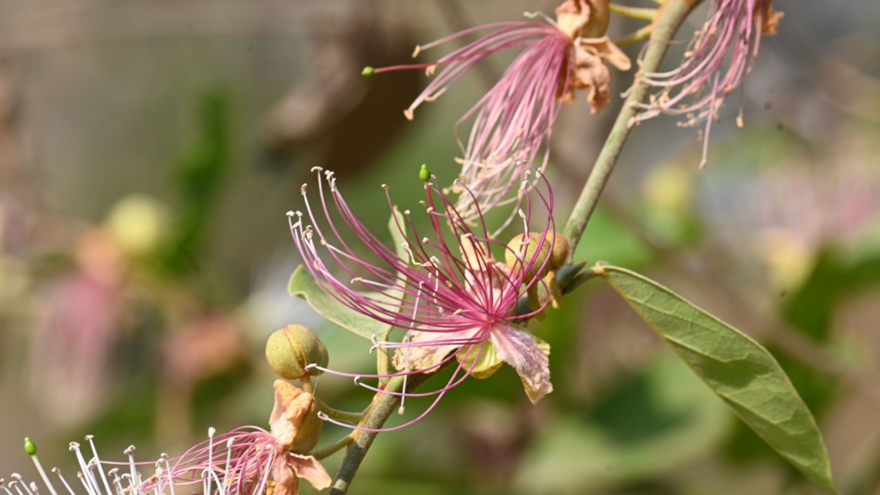 Capparis spinosa flowers. Its common names wyjeelah, nipang creeper, Capparis lasiantha, Flinders roseand and bush caper. wildflower.