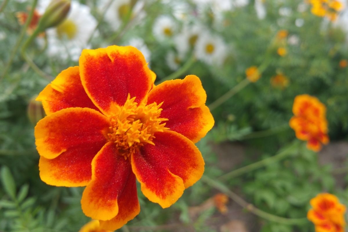 Tagetes tenuifolia - marigold flowers