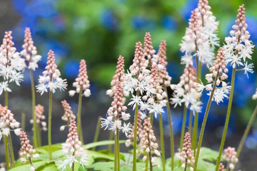 16 Beautiful Plants For Landscaping Under Cedar Trees