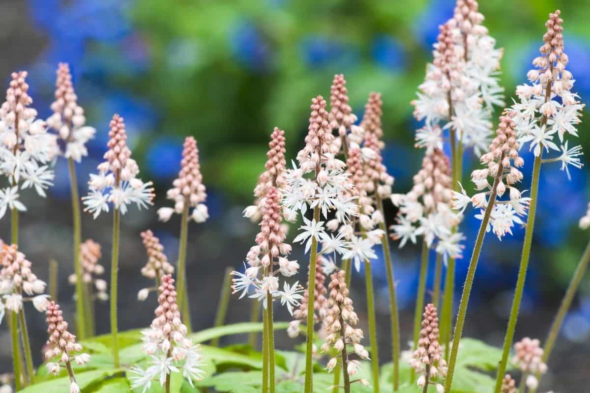 Tiarella cordifolia