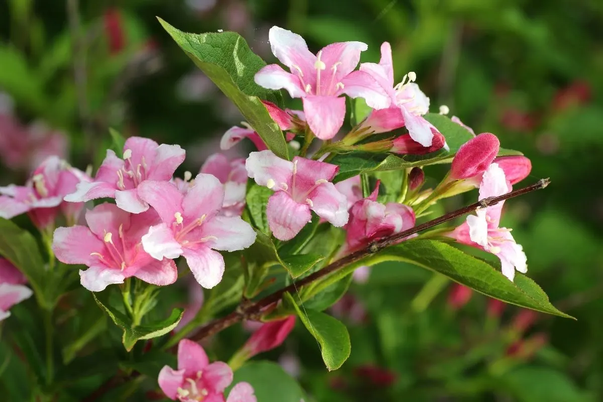 Weigela florida