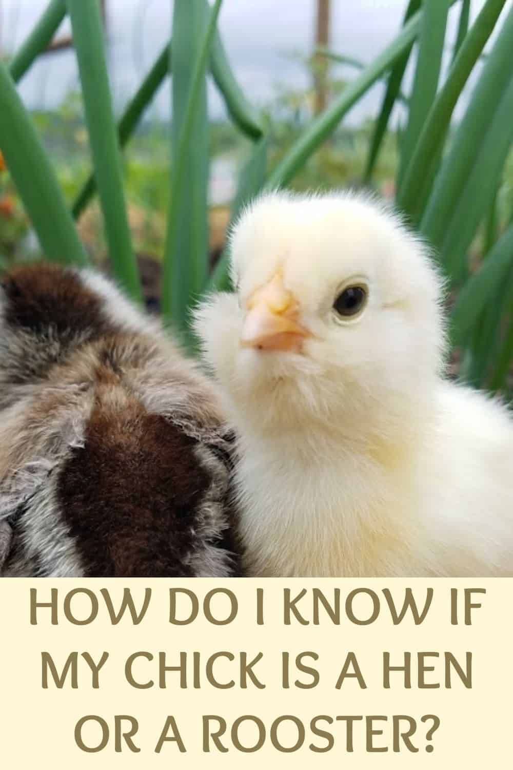 how do I know if my chick is a hen or a rooster?