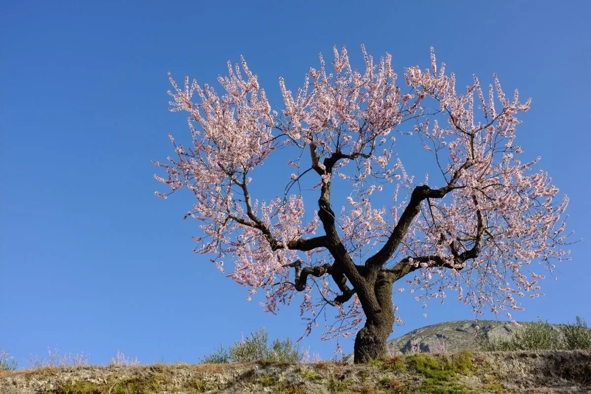 flowering alomnd tree in bloom