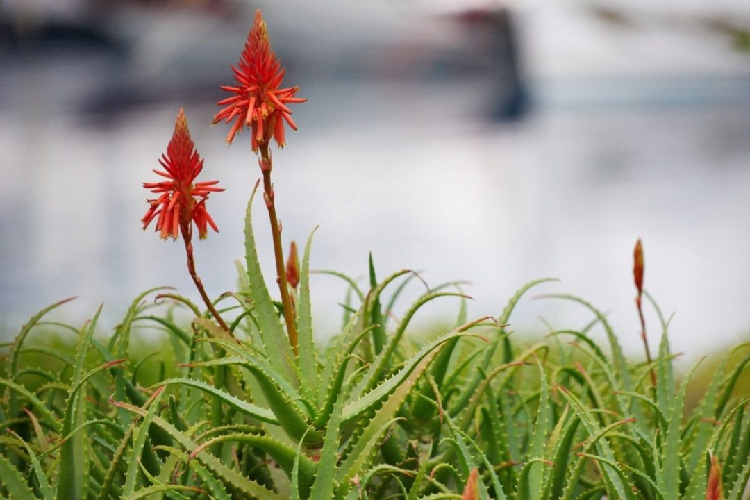 Are Aloe Plants Poisonous To Cats?