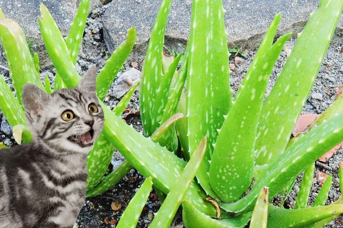aloe plant and cat