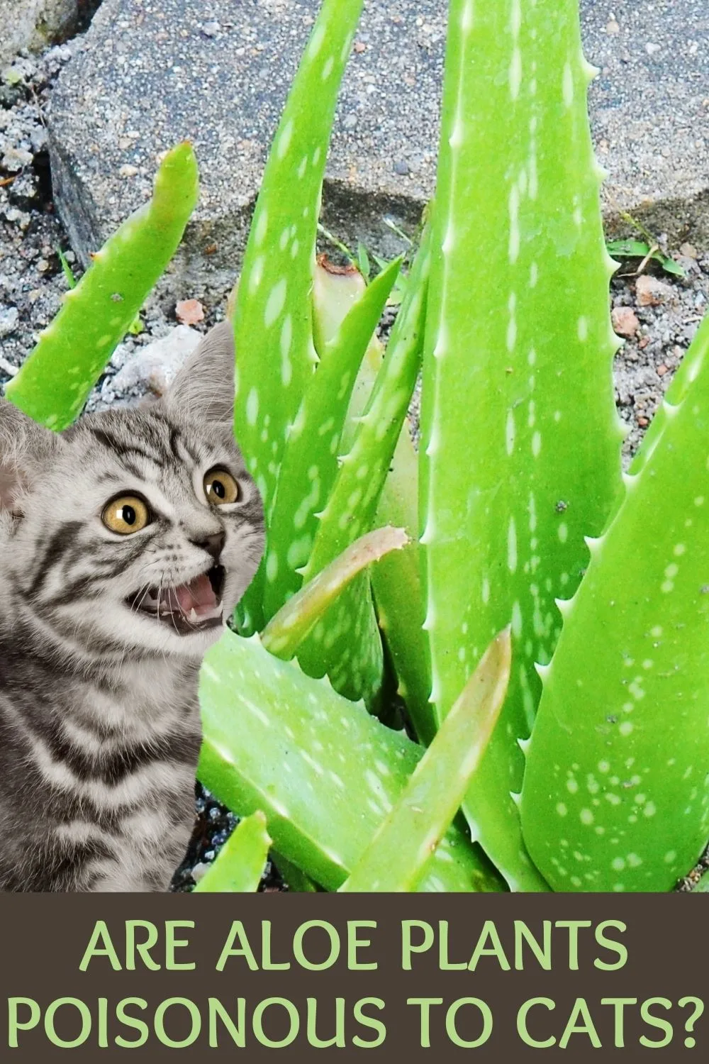 Are aloe plants poisonous to cats
