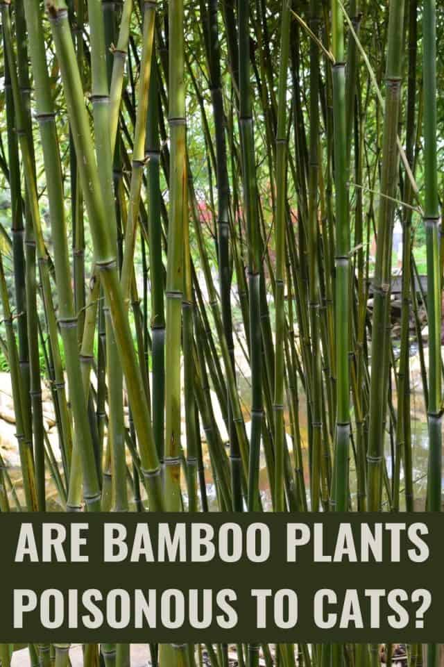 Are Bamboo Plants Poisonous To Cats?