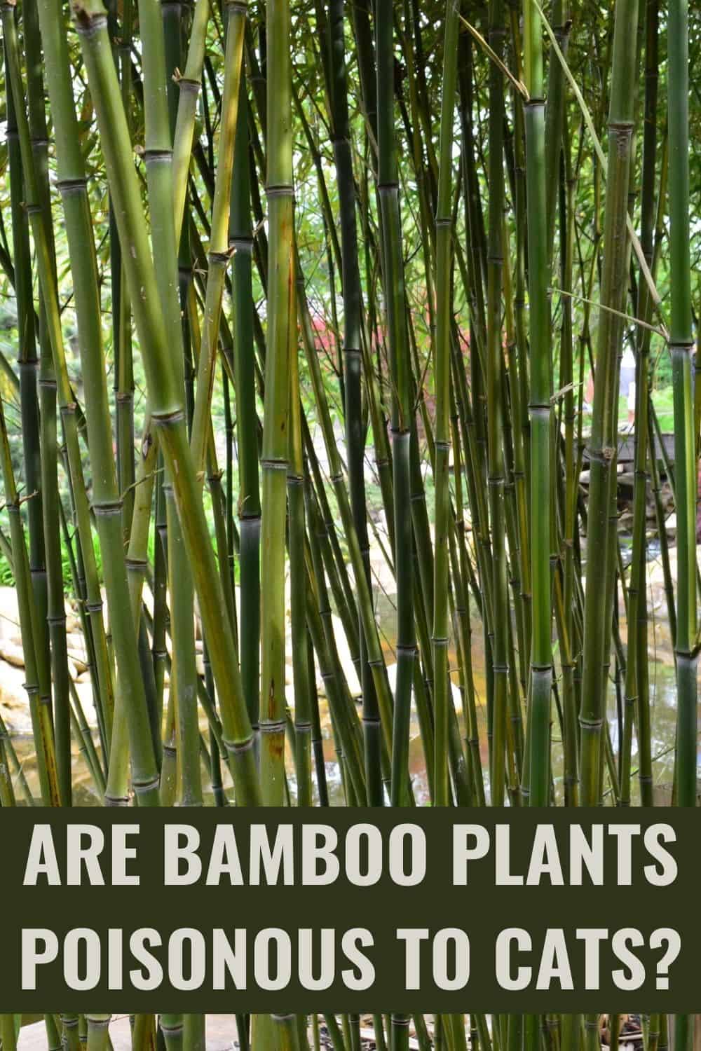 are Bamboo plants poisonous to cats