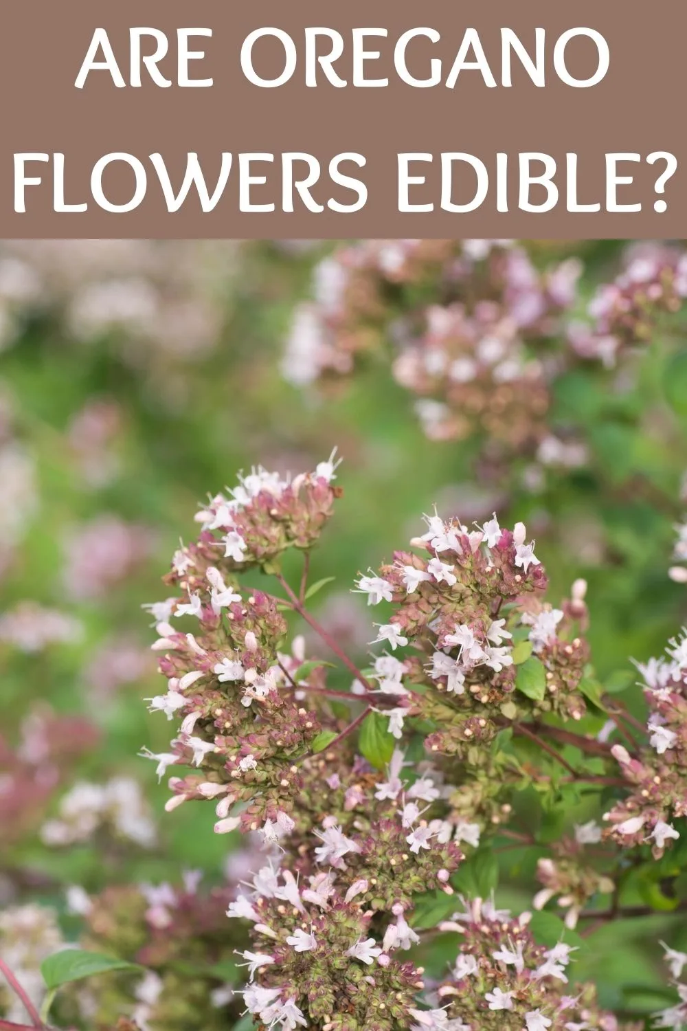 are oregano flowers edible