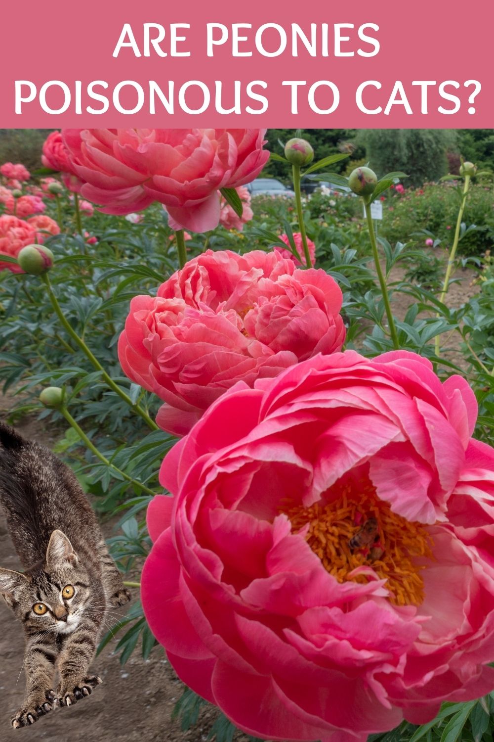 are peonies poisonous to cats