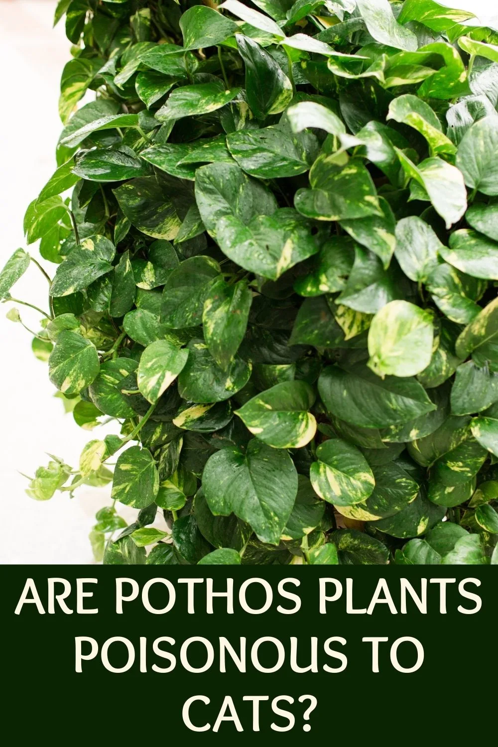 Are pothos plants poisonous to cats? 