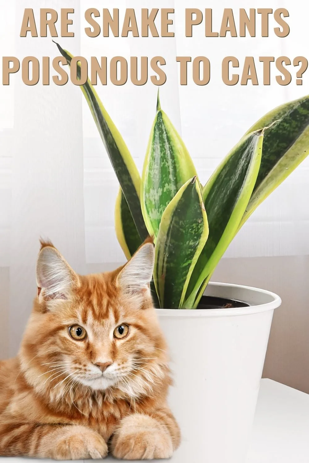 Are snake plants poisonous to cats?
