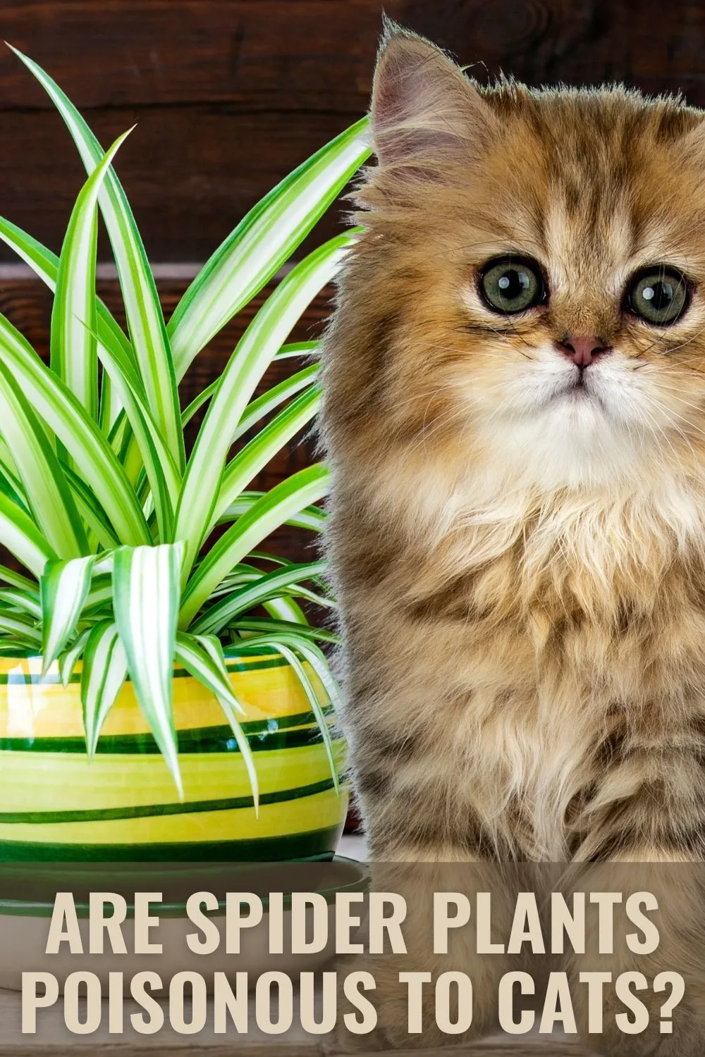 are spider plants poisonous to cats? 