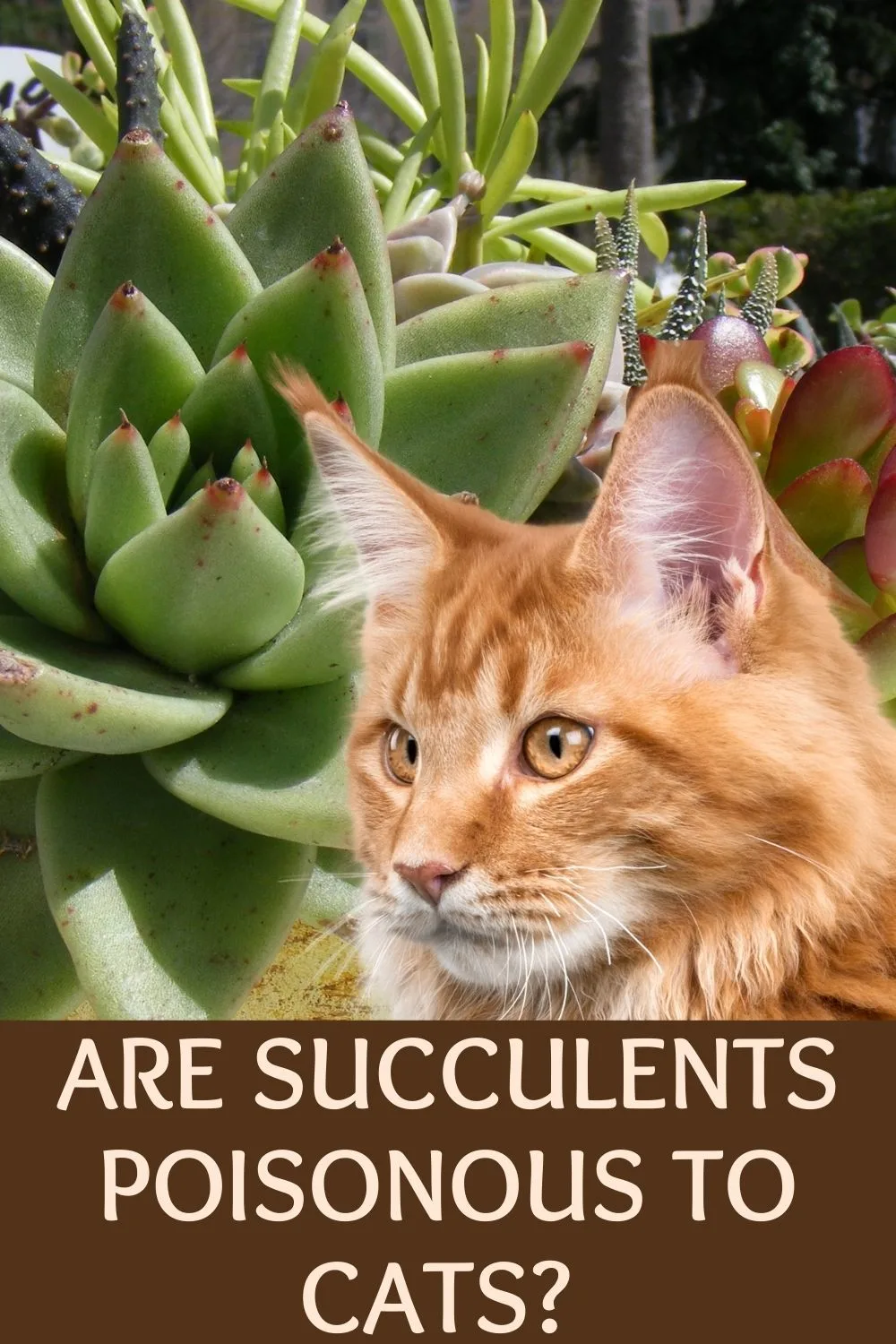 are succulents poisonous to cats