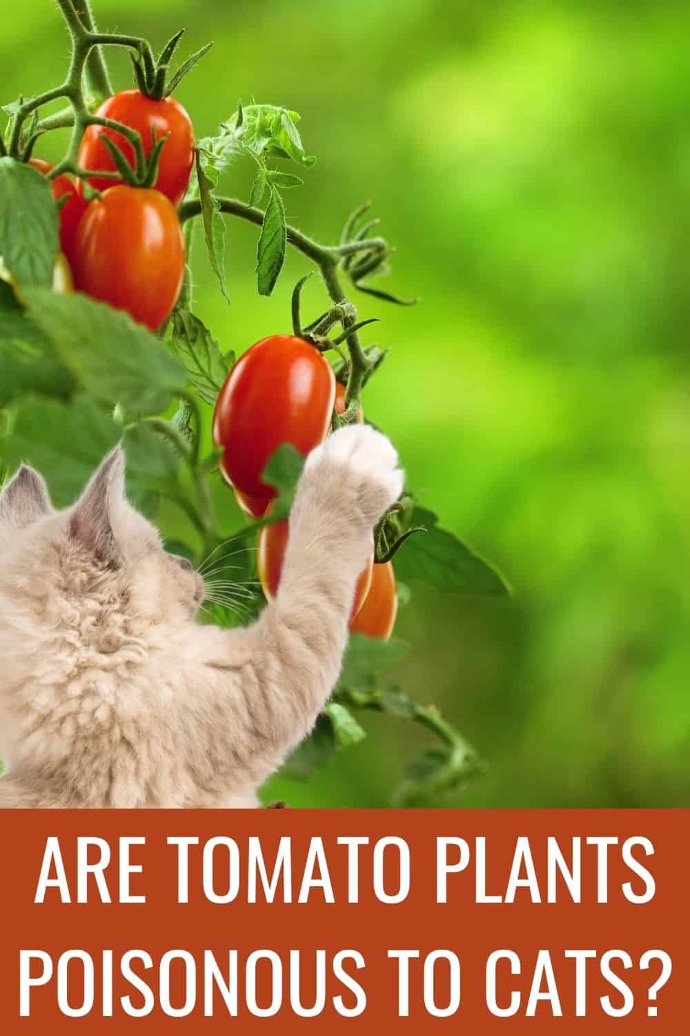 are tomato plants poisonous to cats