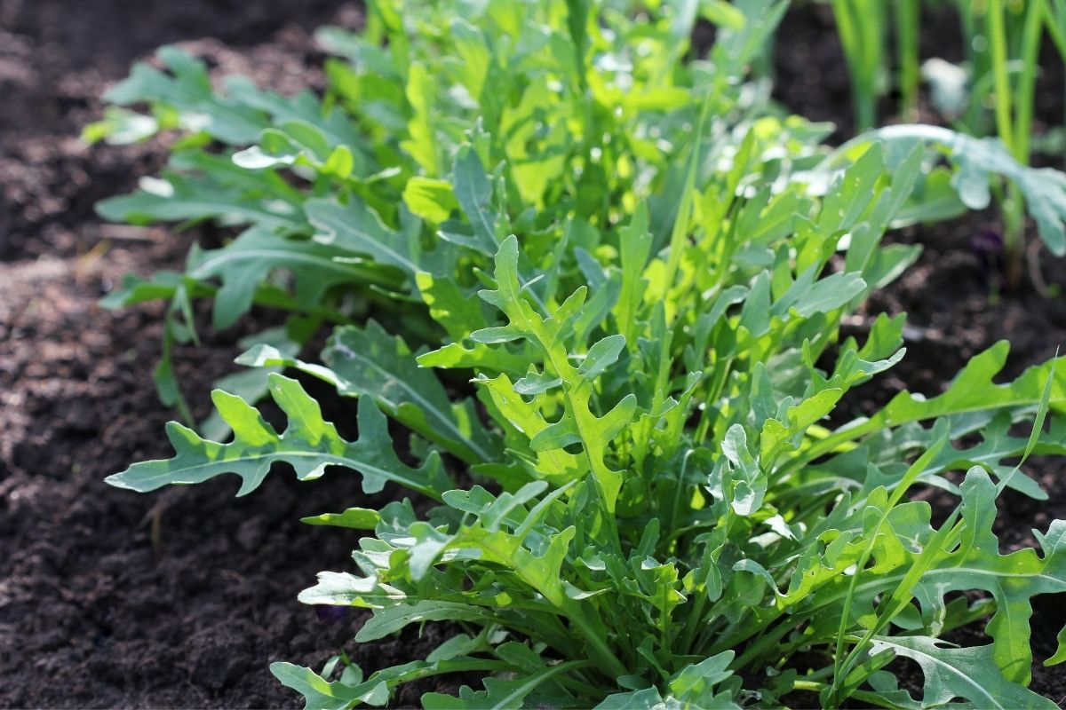 arugula growing in the garden