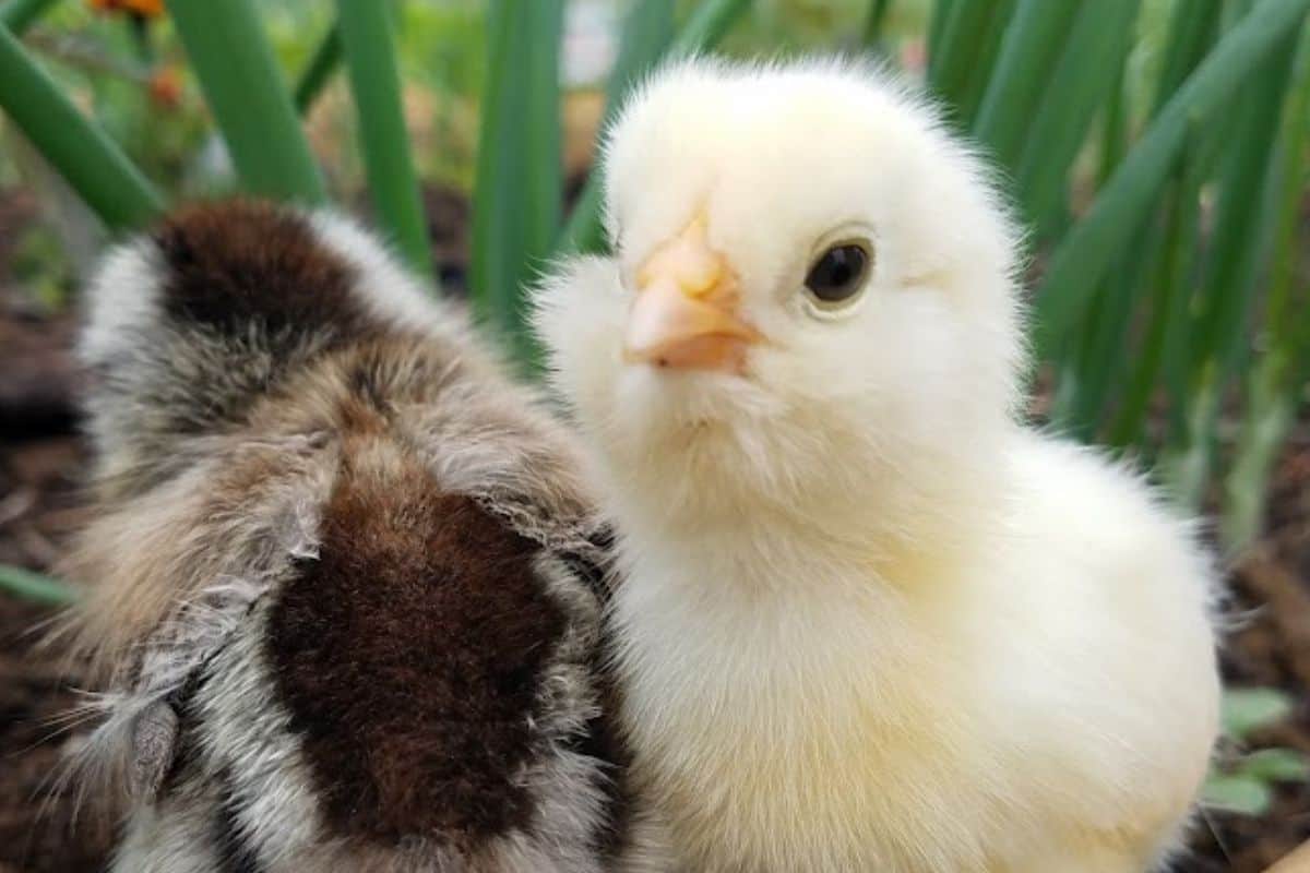 baby chicks in the garden