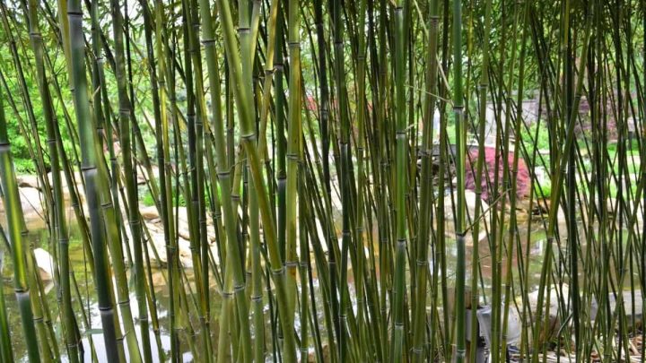 Are Bamboo Plants Poisonous To Cats?