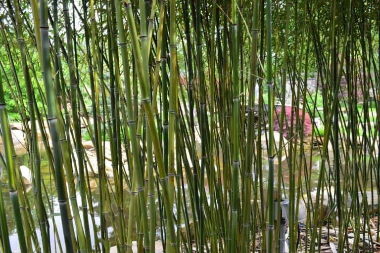 bamboo forest