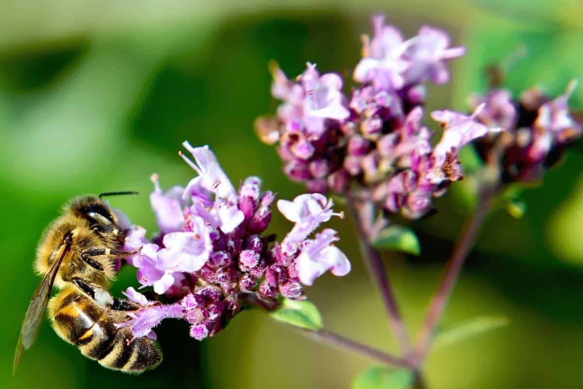 bee drinking from an oregano flower cluster