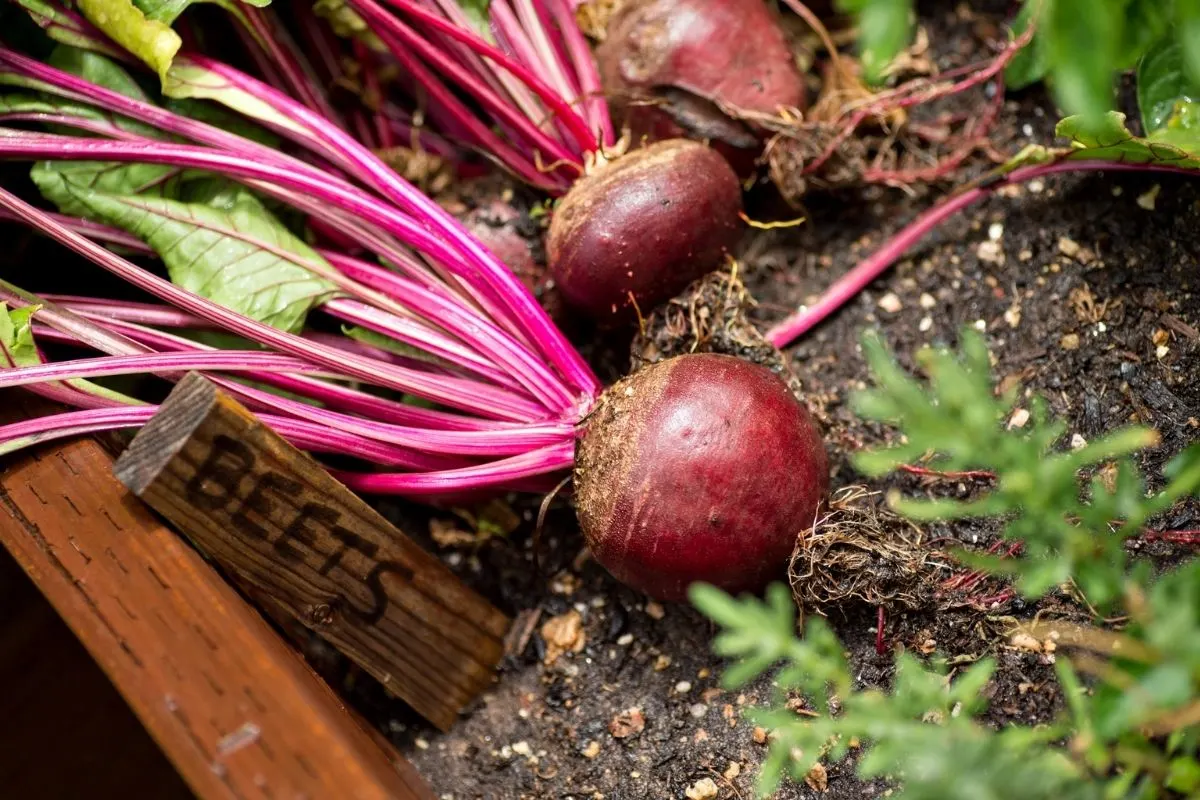 beets in the garden