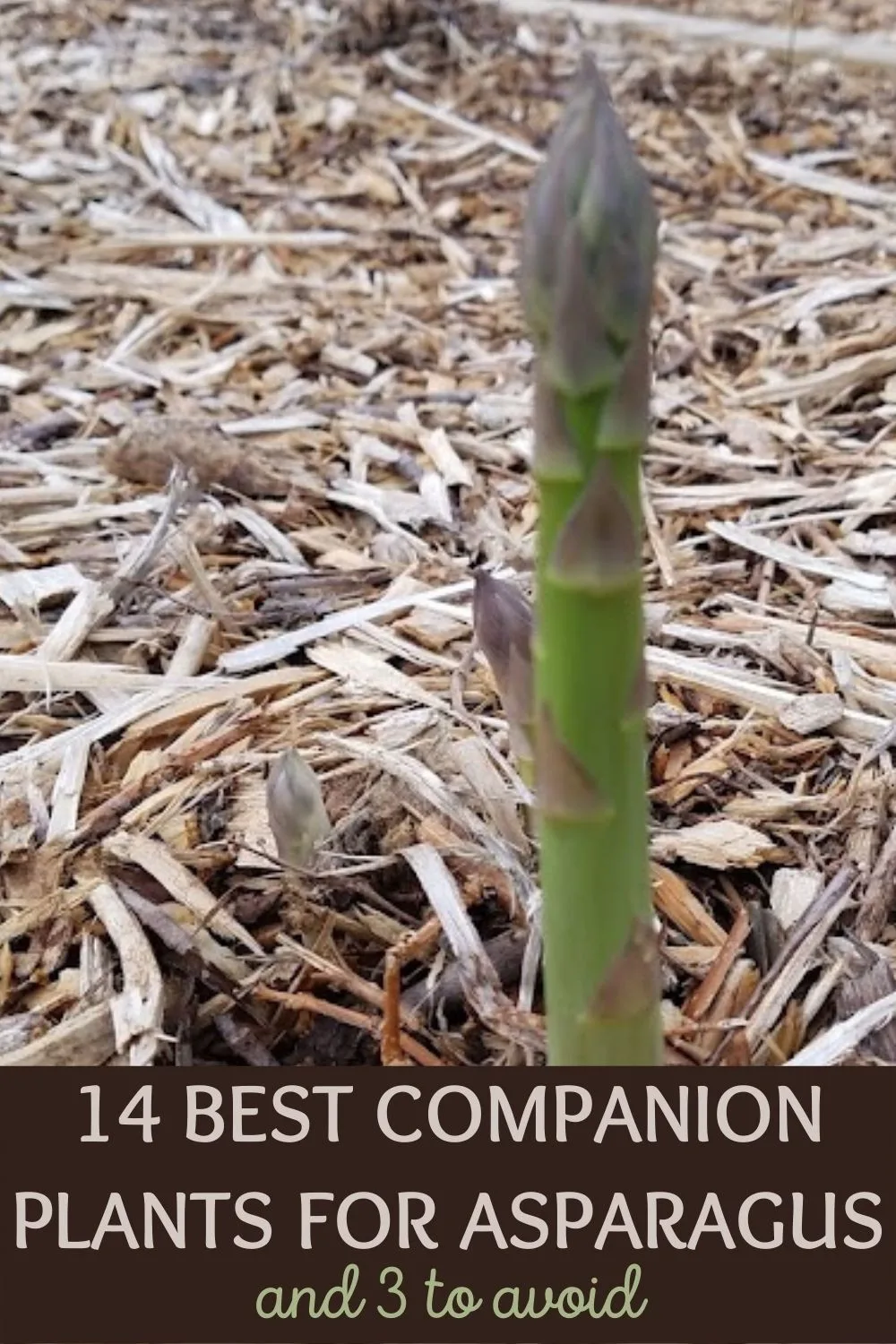 14 best companion plants for asparagus and 3 to avoid