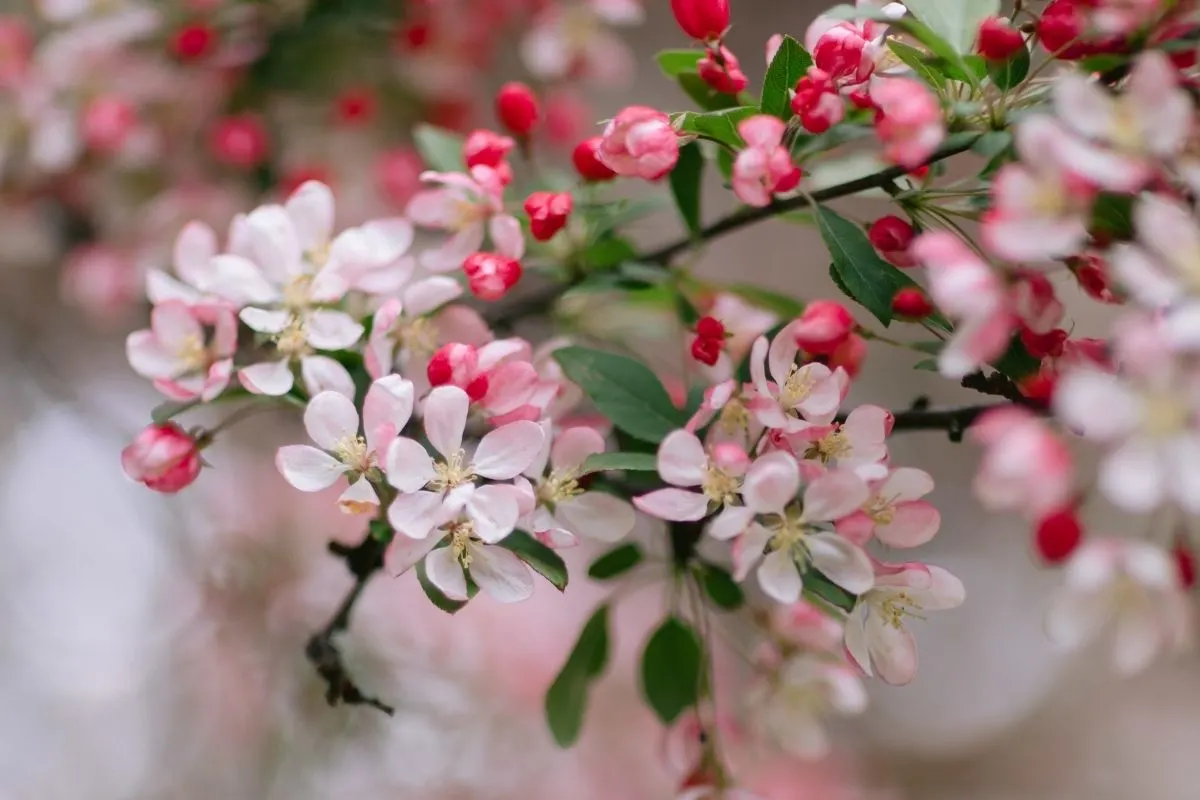 crabapple in bloom