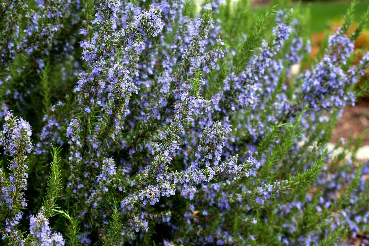 blooming rosemary bush