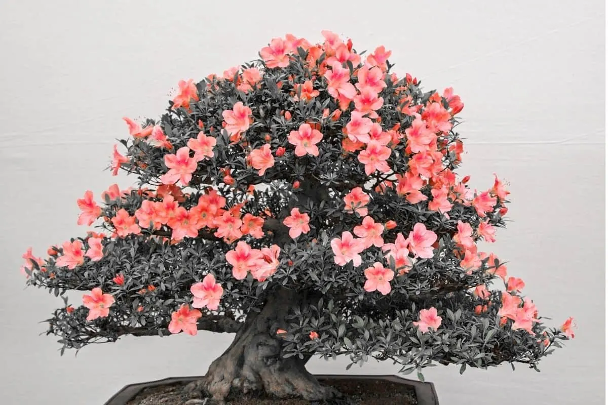 bonsai tree with peach colored flowers