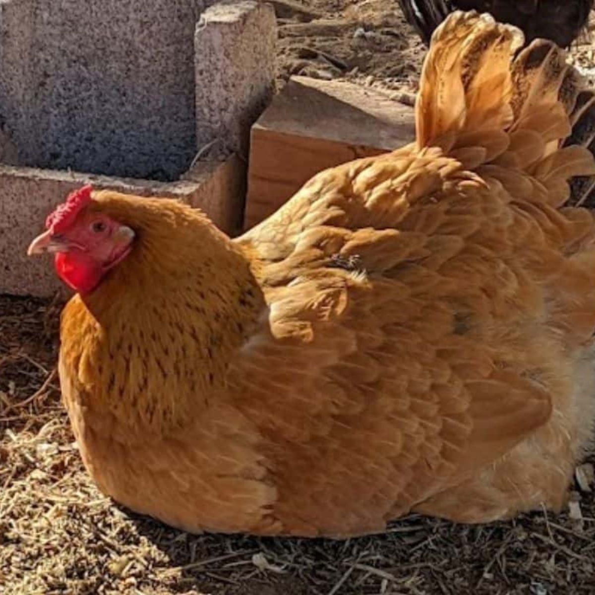 buff orpington chicken sitting on the ground.