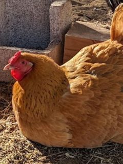 Popppy, one of our buff orpington chickens