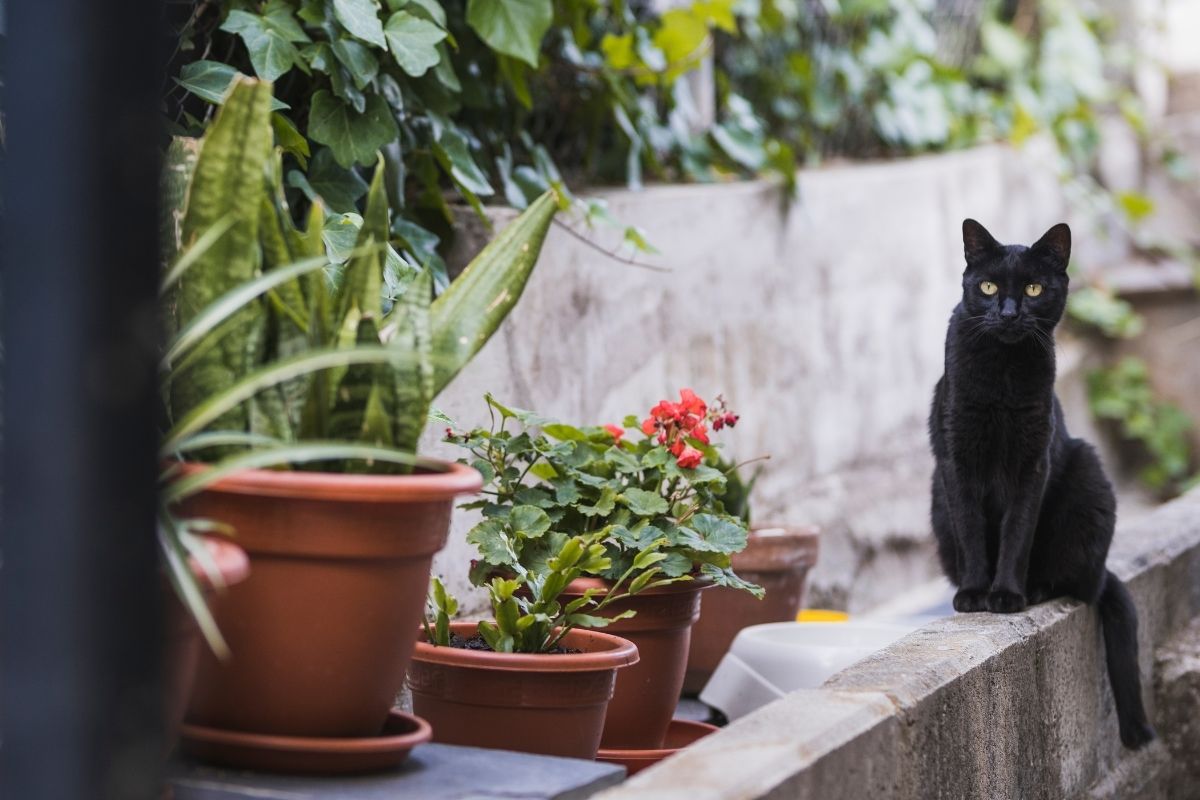 black cat next to some potted flowers