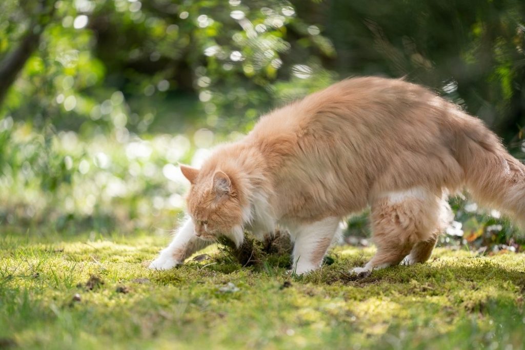What Plants Are Poisonous To Cats? Quick Guide To Keeping Your Kitty Safe