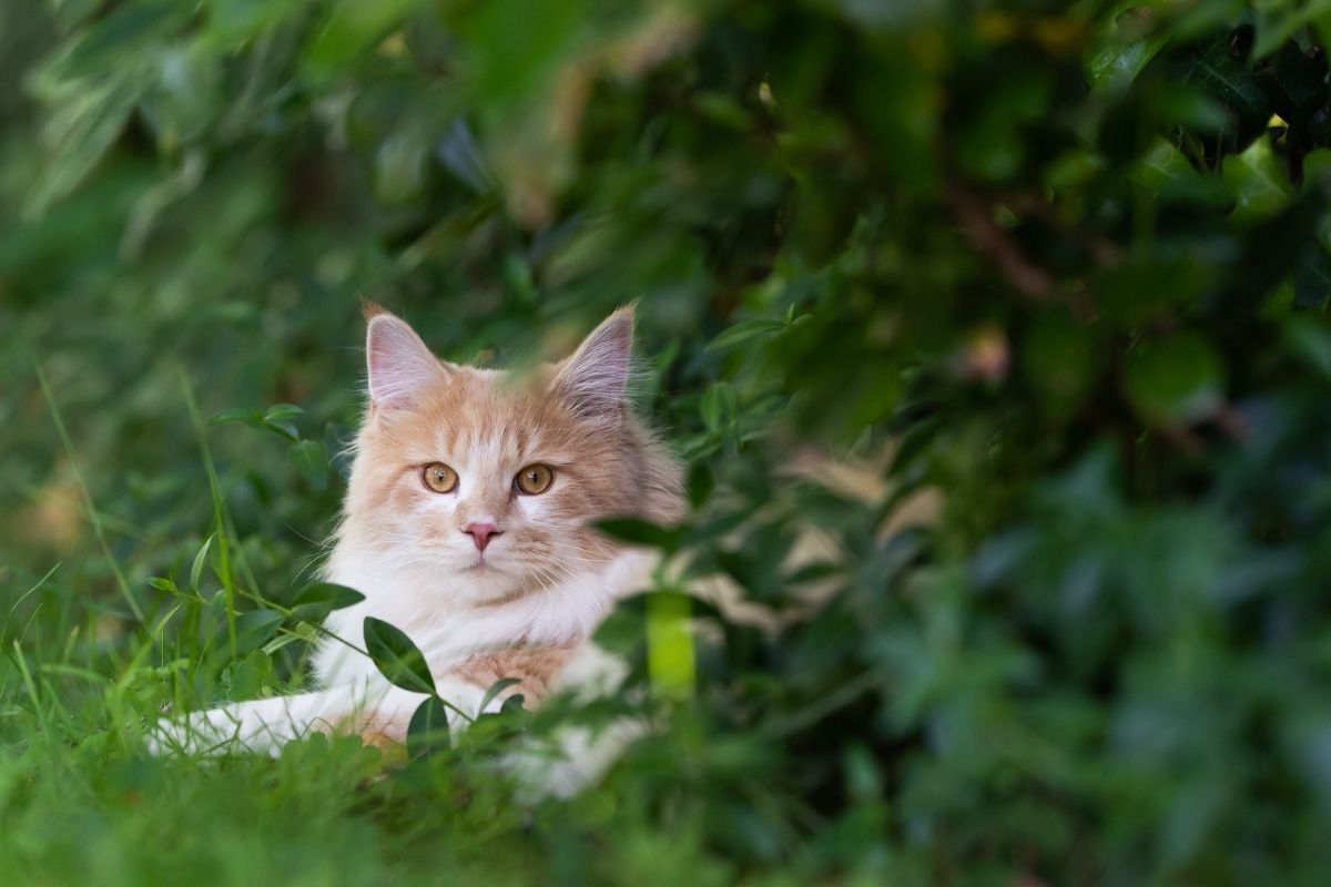 cute cat resting in the green grqass