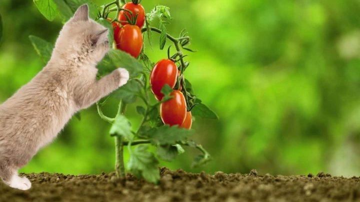 Are Tomato Plants Poisonous To Cats?