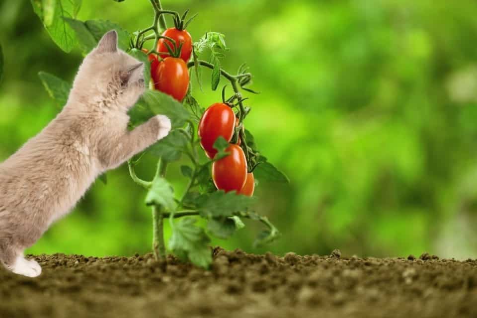 Are Tomato Plants Poisonous To Cats?