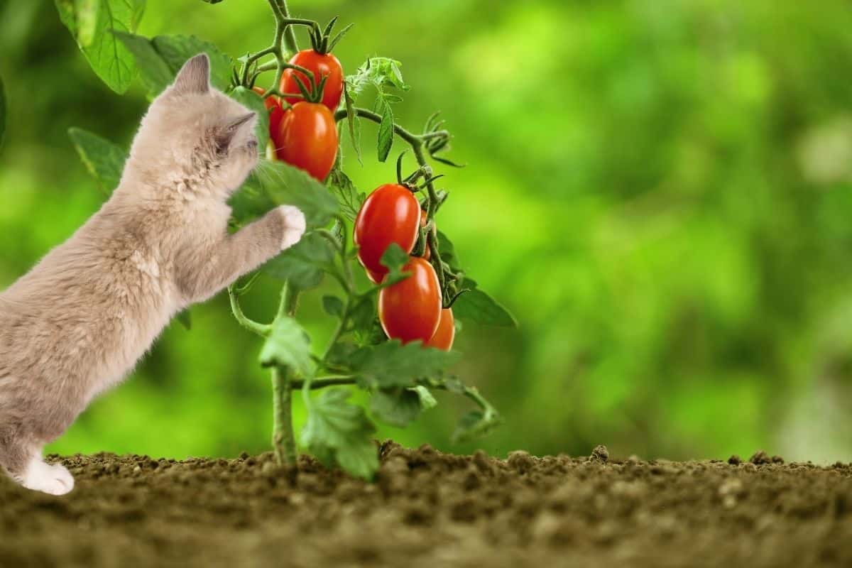 kitty smelling a tomato plant